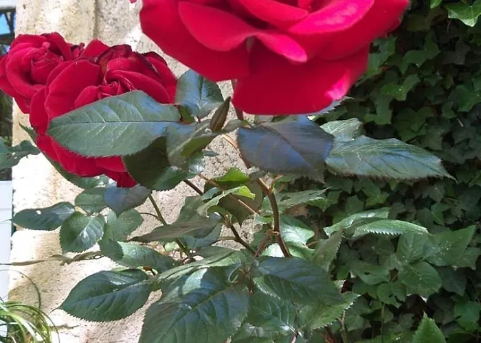 Havre Champetre En De *