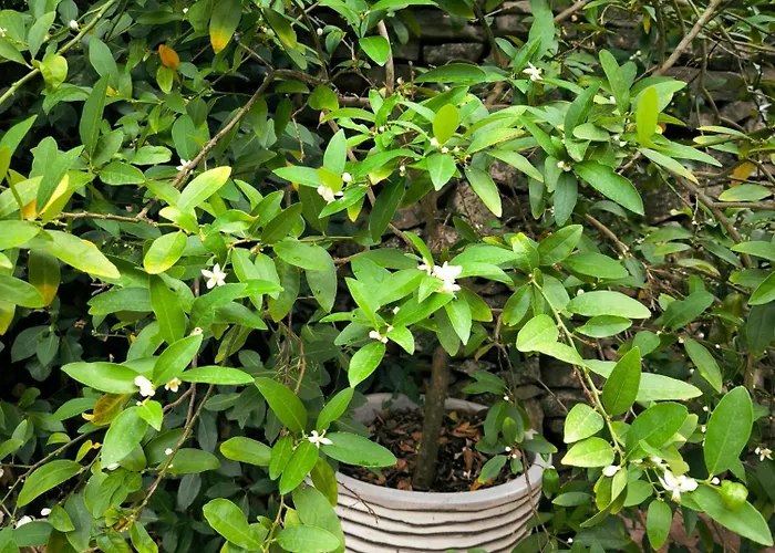 Havre Champêtre En De